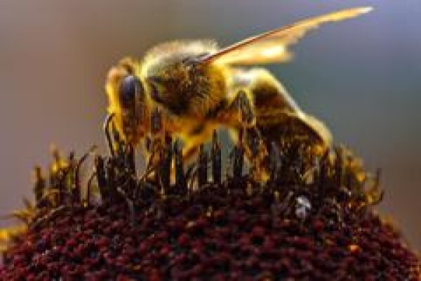 Menno's Bee Removals