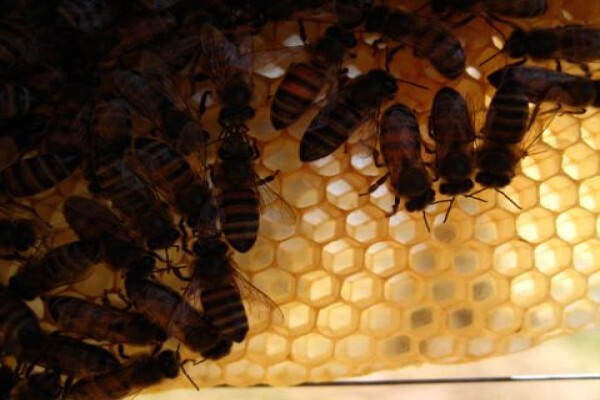 Menno's Bee Removals