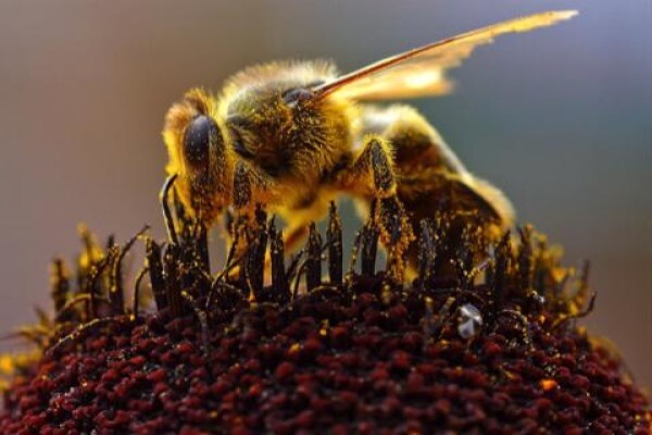 Menno's Bee Removals