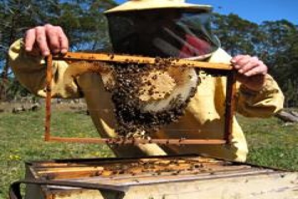 Menno's Bee Removals