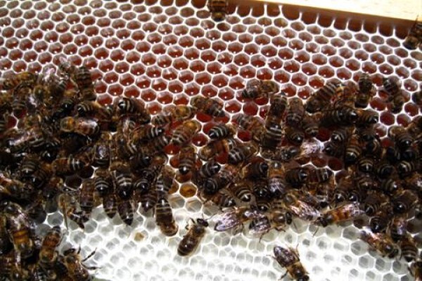 Menno's Bee Removals