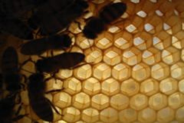 Menno's Bee Removals