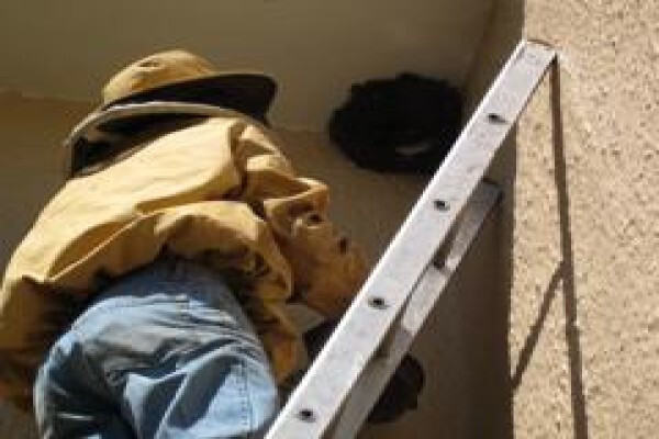 Menno's Bee Removals