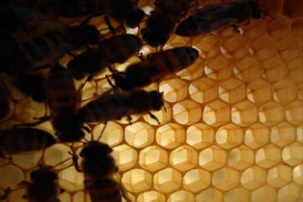 Menno's Bee Removals