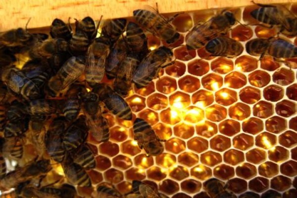 Menno's Bee Removals