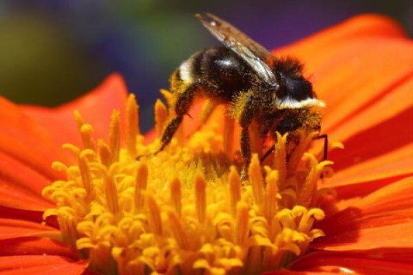 Menno's Bee Removals