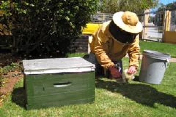Menno's Bee Removals