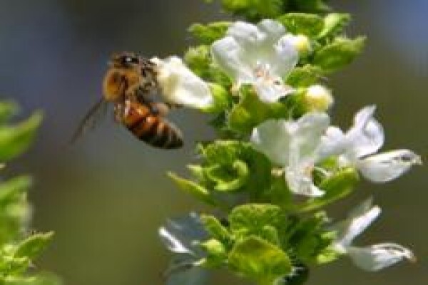 Menno's Bee Removals