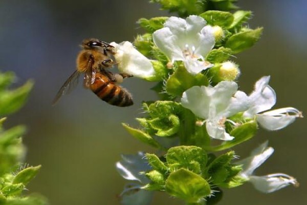 Menno's Bee Removals