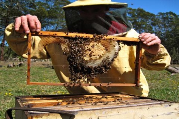 Menno's Bee Removals
