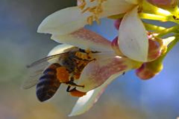 Menno's Bee Removals