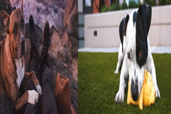 Snowpine Kennels & Cattery