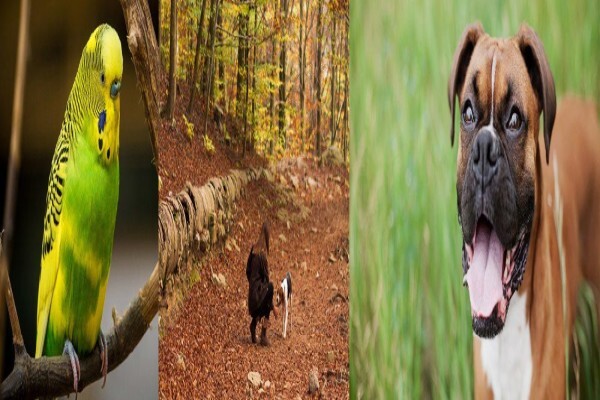 Snowpine Kennels & Cattery
