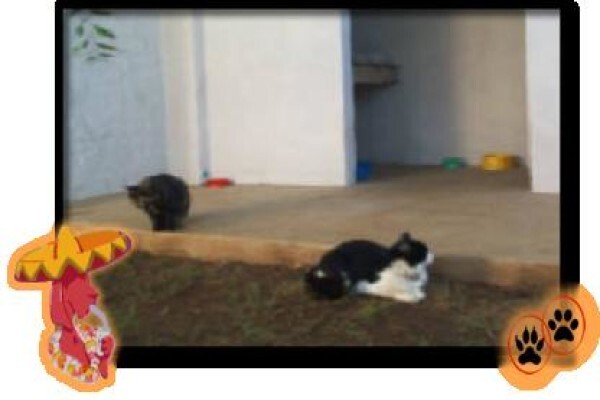 Villa Siesta Pet Retreat