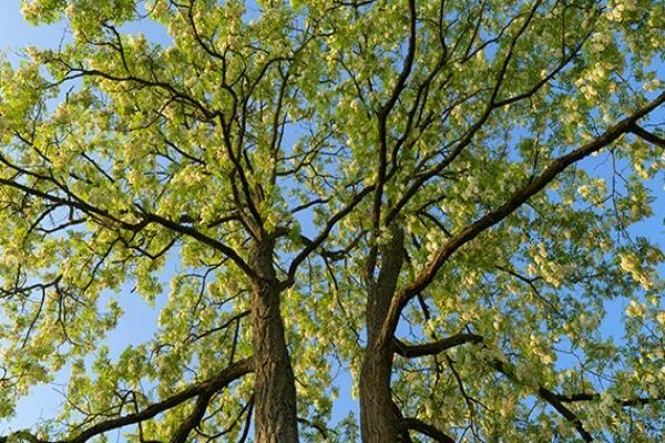 Toneleria National