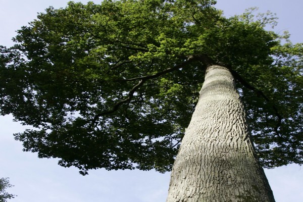 Toneleria National