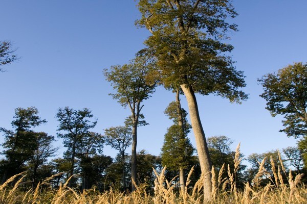Toneleria National