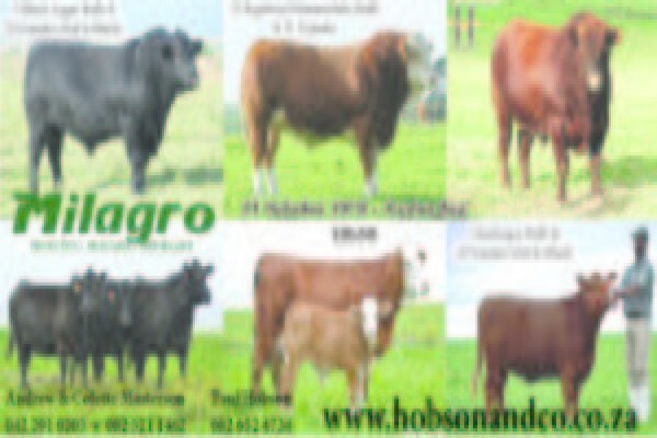 Hobson & Co