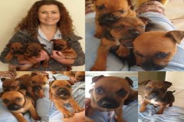 Pets Place Kennels
