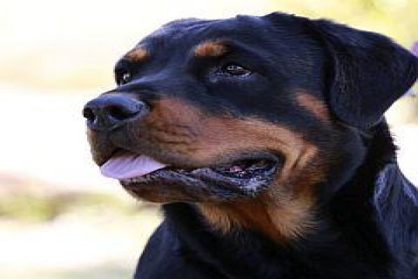 Pets Place Kennels