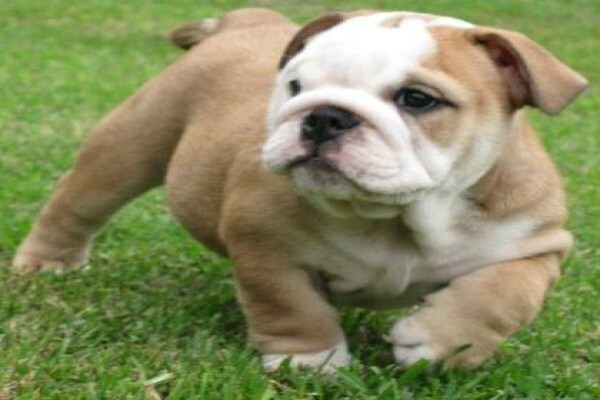 Pets Place Kennels