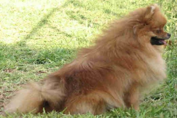 Pets Place Kennels