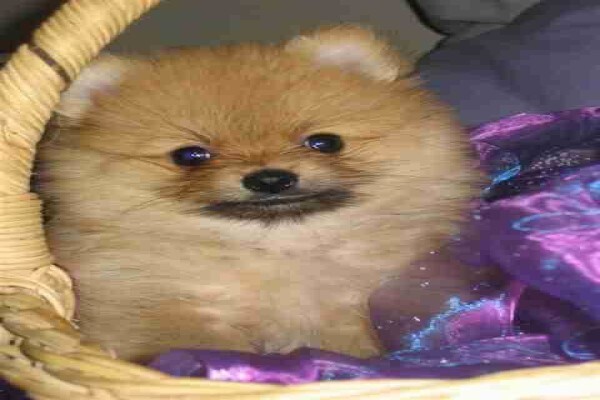 Pets Place Kennels
