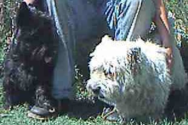 Pets Place Kennels