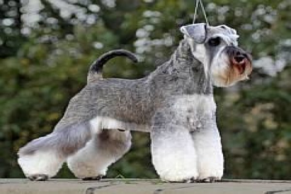 Pets Place Kennels