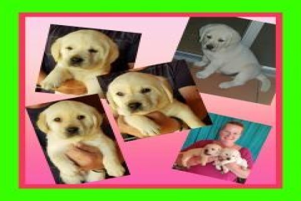 Pets Place Kennels