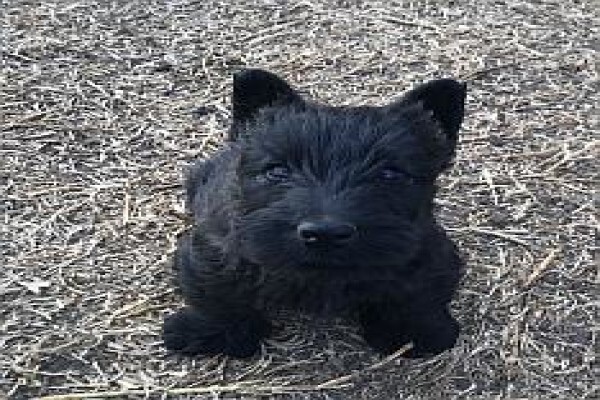 Pets Place Kennels