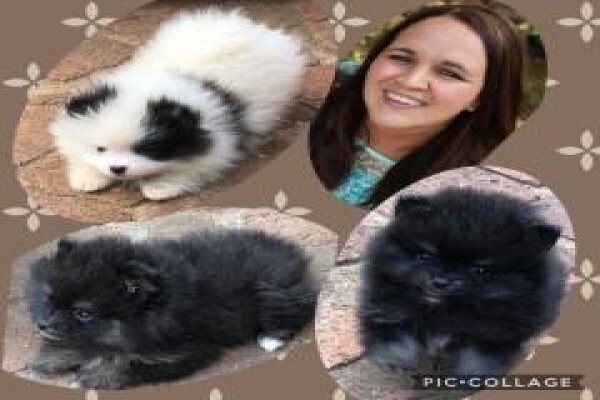 Pets Place Kennels