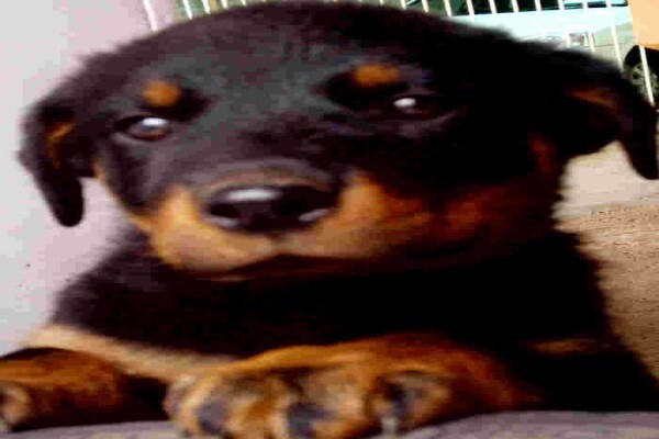 Pets Place Kennels