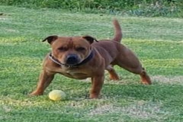 Pets Place Kennels