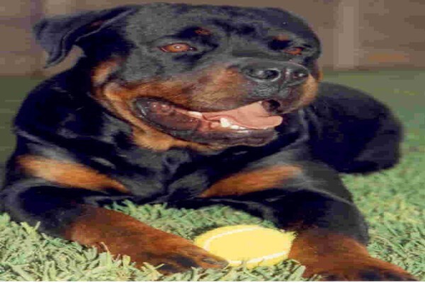Pets Place Kennels