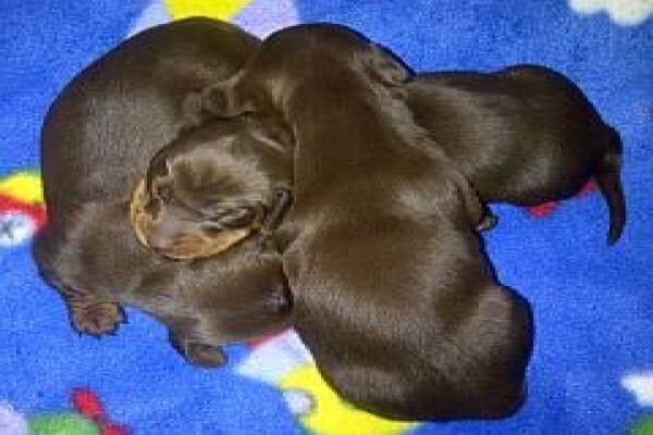Pets Place Kennels