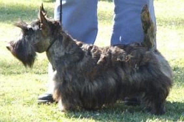 Pets Place Kennels