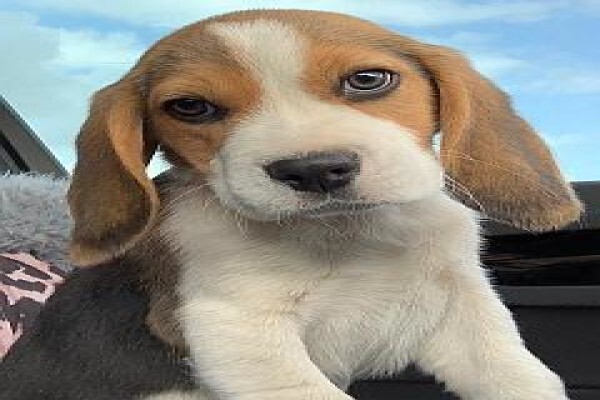 Pets Place Kennels