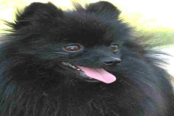 Pets Place Kennels