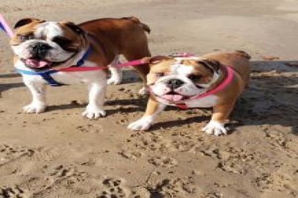 Pets Place Kennels