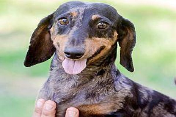 Pets Place Kennels