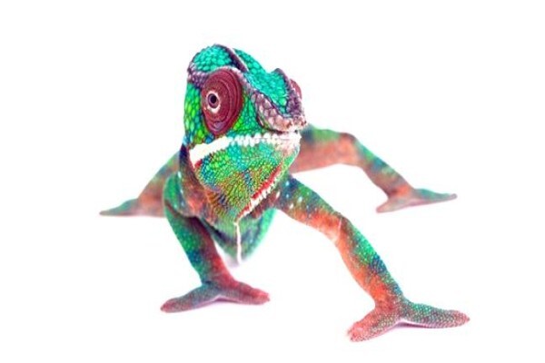 Flex-Display