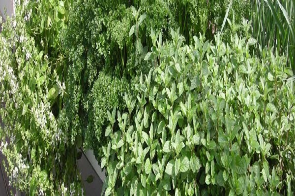 Flowgrow Hydroponics (Pty) Ltd