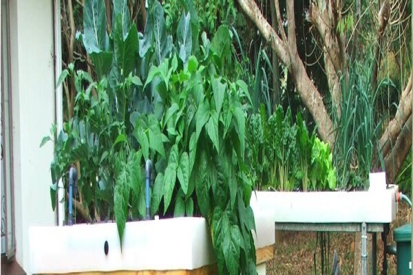 Flowgrow Hydroponics (Pty) Ltd