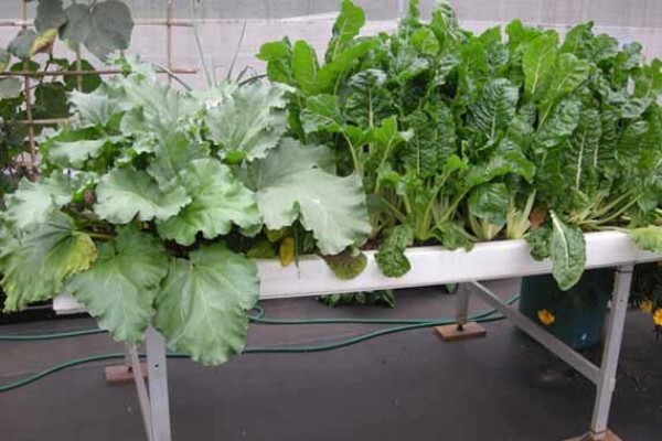 Flowgrow Hydroponics (Pty) Ltd
