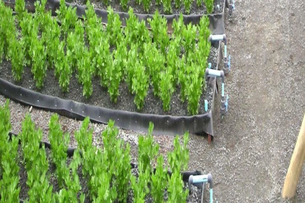 Flowgrow Hydroponics (Pty) Ltd