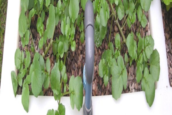 Flowgrow Hydroponics (Pty) Ltd