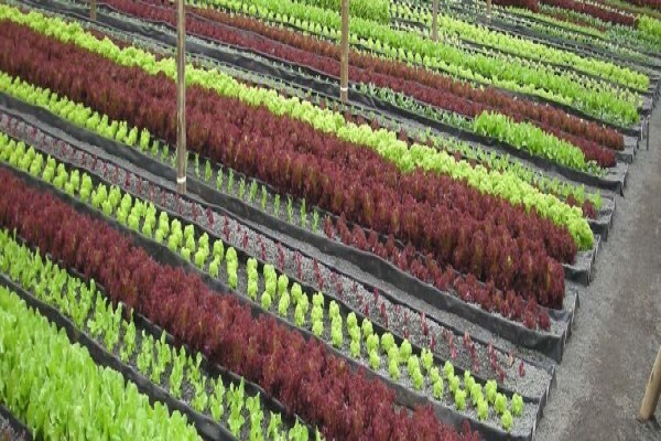Flowgrow Hydroponics (Pty) Ltd