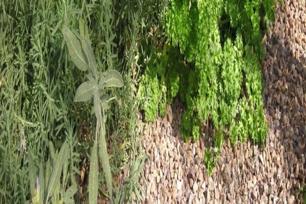 Flowgrow Hydroponics (Pty) Ltd