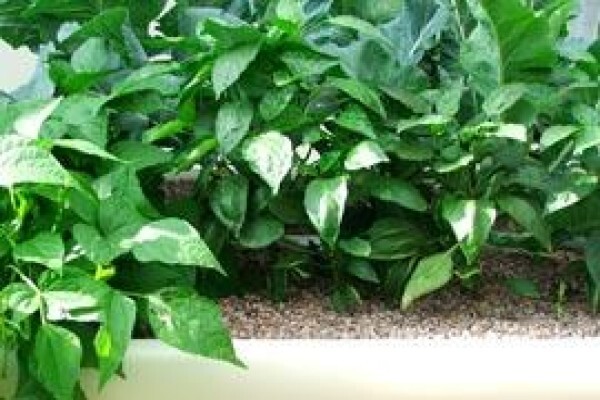 Flowgrow Hydroponics (Pty) Ltd